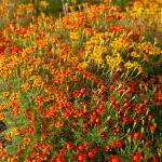 Fleurs - Œillet d'Inde Miniature Varié - face recto